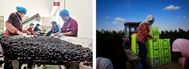 国产葡萄酒质量已走向世界被围观,价格高居不下如何破局?