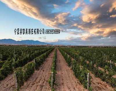 宁夏哪里有酒庄_口碑好酒庄联系电话_葡糖酒酒庄