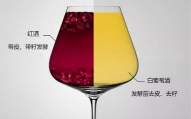 阿聪选酒告诉你是什么让白、红葡萄酒变得如此不同
