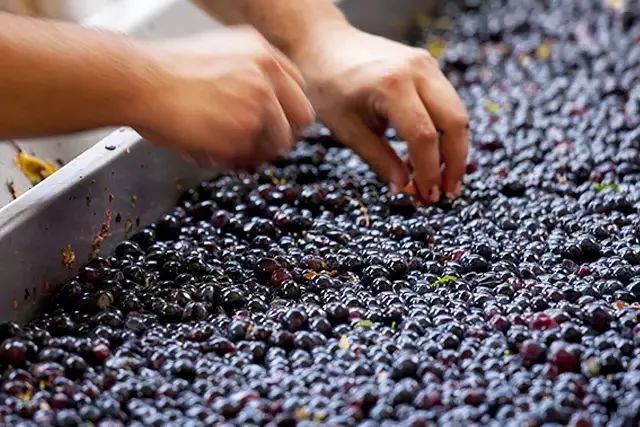 葡萄酒界的新宠 无醇葡萄酒