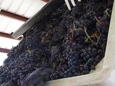 耗时30个月的匠心之作 揭秘葡萄酒加工到销售的全过程